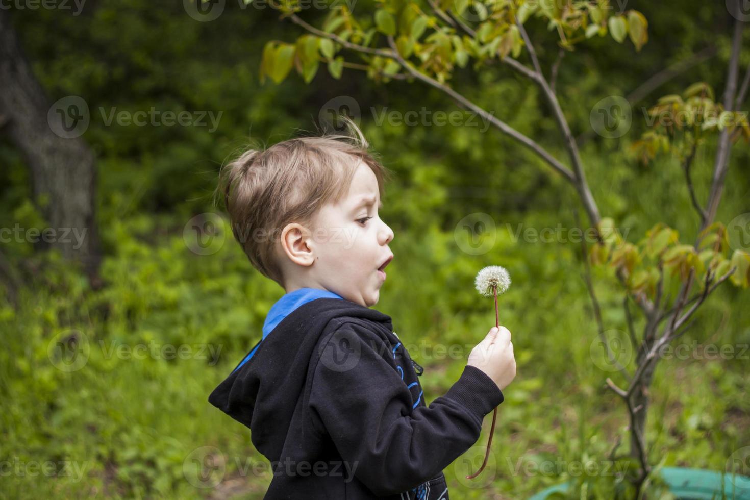 A happy boy on a spring day in the garden blows on white dandelions, fluff flies off him. The concept of outdoor recreation in childhood. Portrait of a cute boy. photo