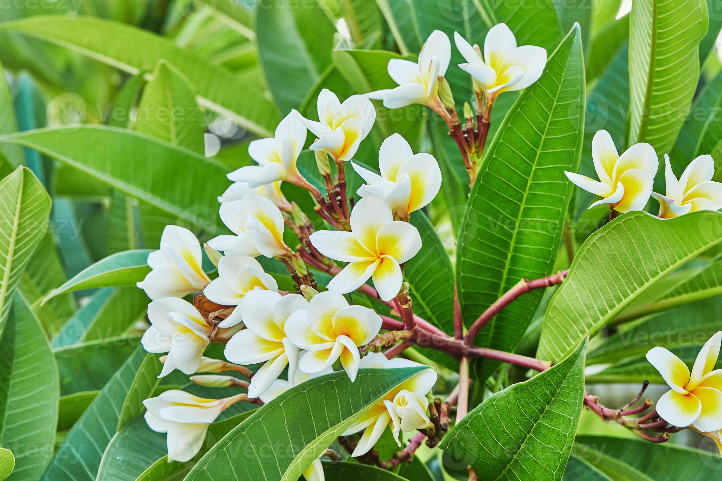 Flowering plant Sacuanjoche or Plumeria rubra beauty of tropical flora