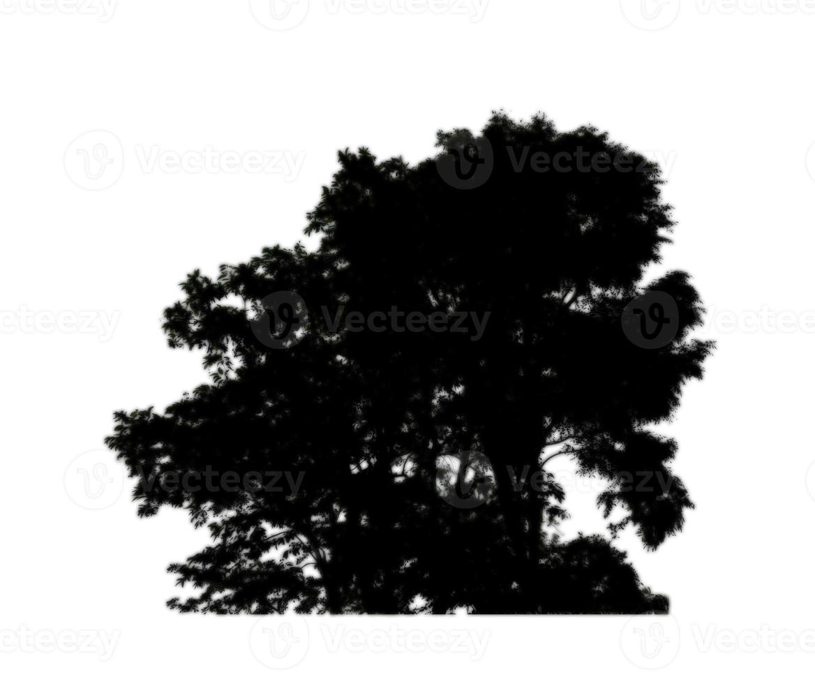 Isolated tree silhouette for brush on white background photo