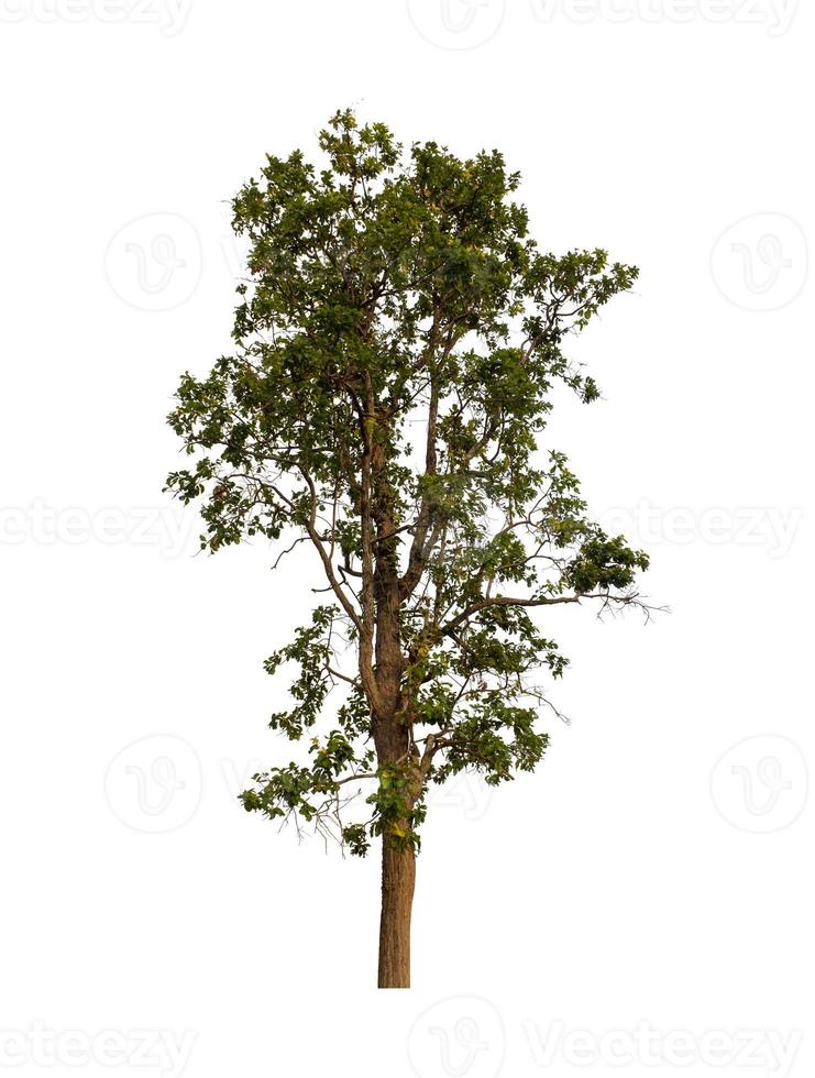 Tree that are isolated on a white background are suitable for both printing and web pages photo
