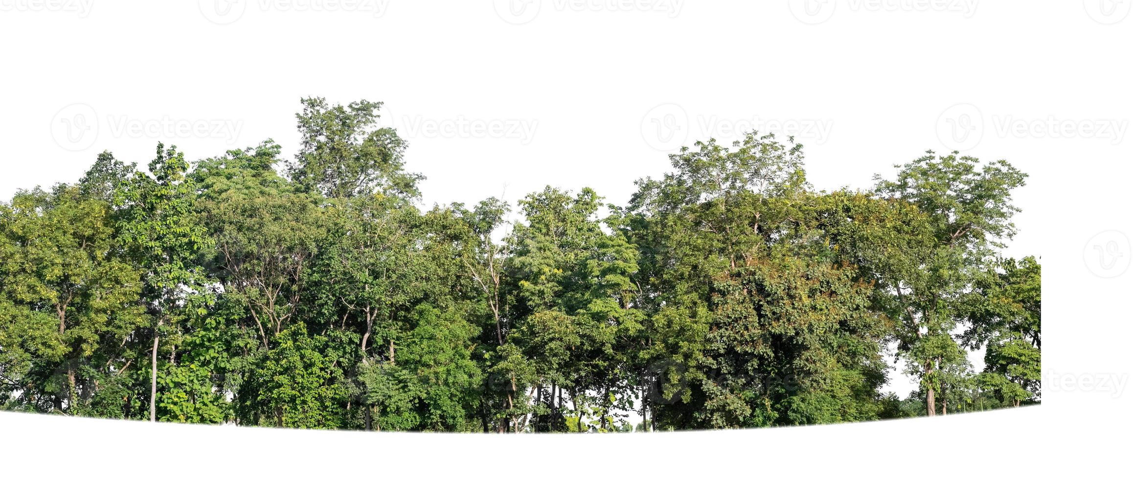 bosque y follaje en verano aislado sobre fondo blanco foto