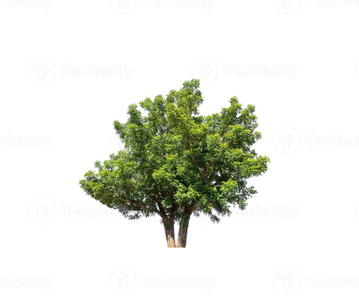 Tree that are isolated on a white background are suitable for both printing and web pages photo