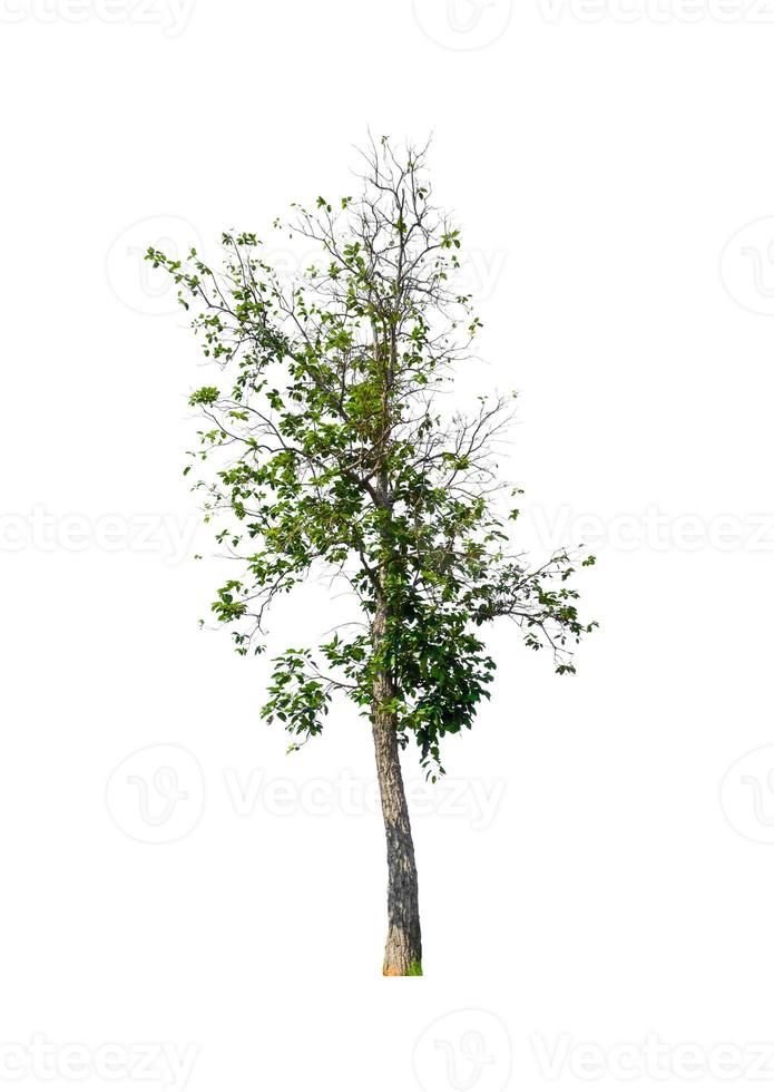 Tree that are isolated on a white background are suitable for both printing and web pages photo