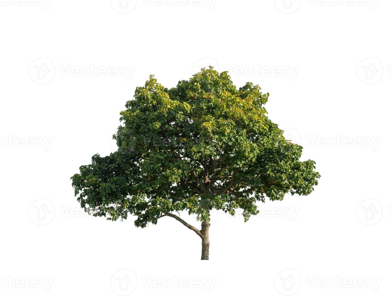 Tree that are isolated on a white background are suitable for both printing and web pages photo