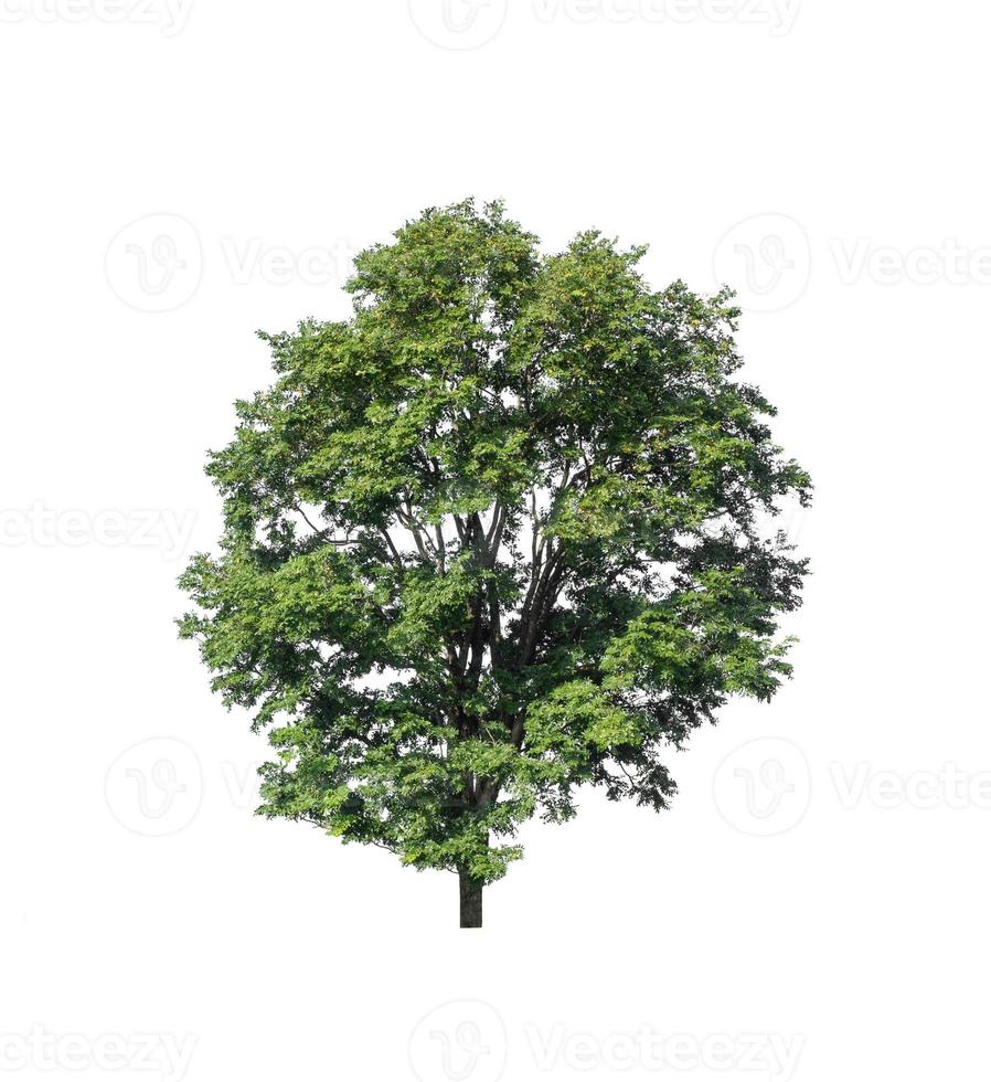 Tree that are isolated on a white background are suitable for both printing and web pages photo