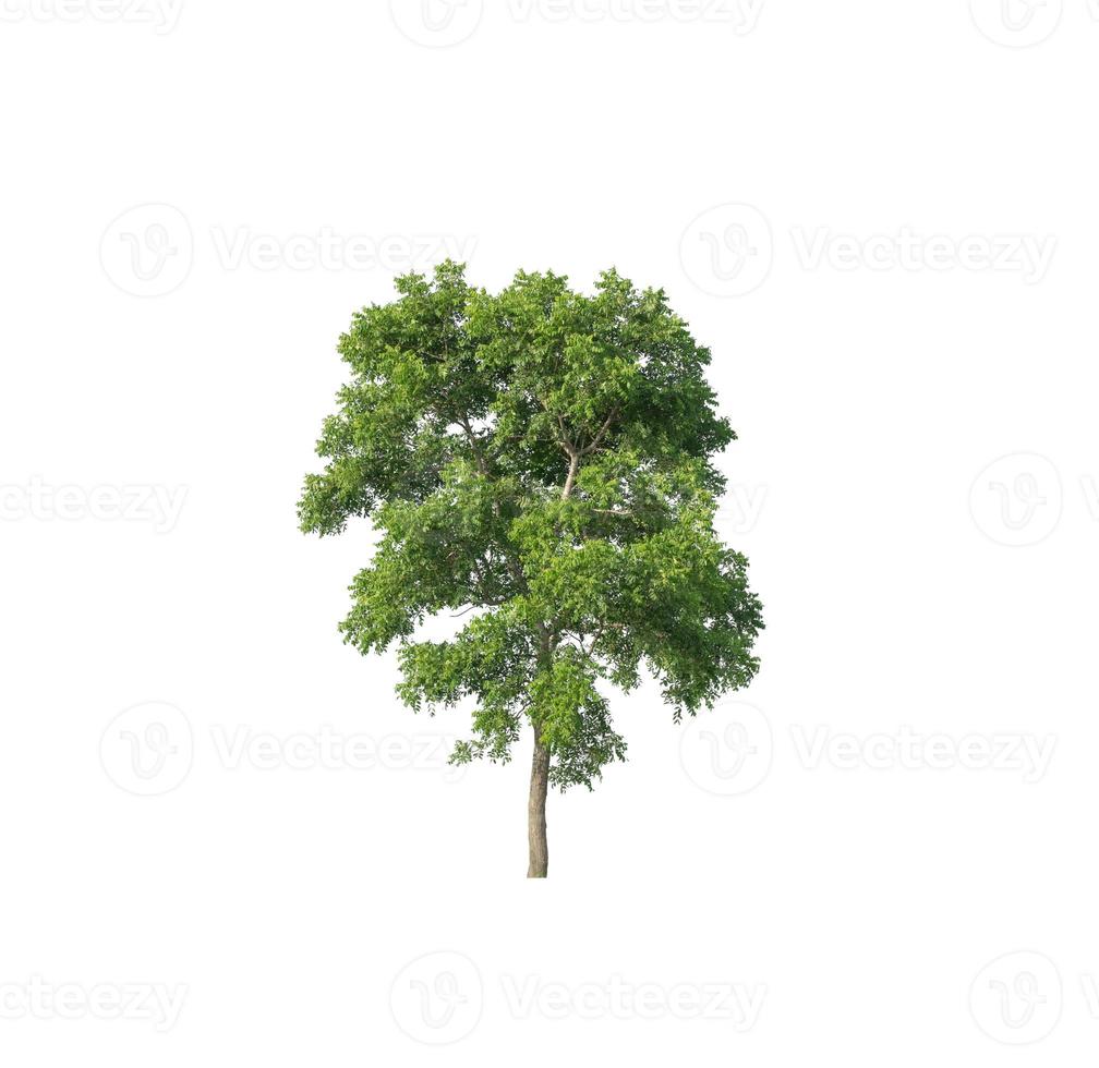 Tree that are isolated on a white background are suitable for both printing and web pages photo