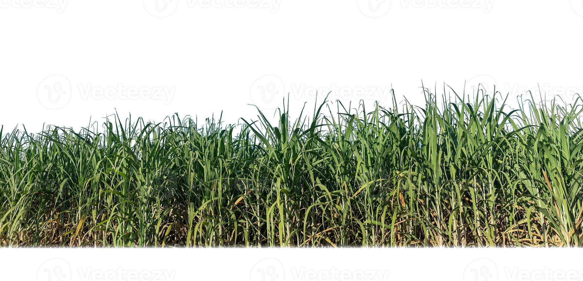 Sugar cane isolated on white background and cliping path photo