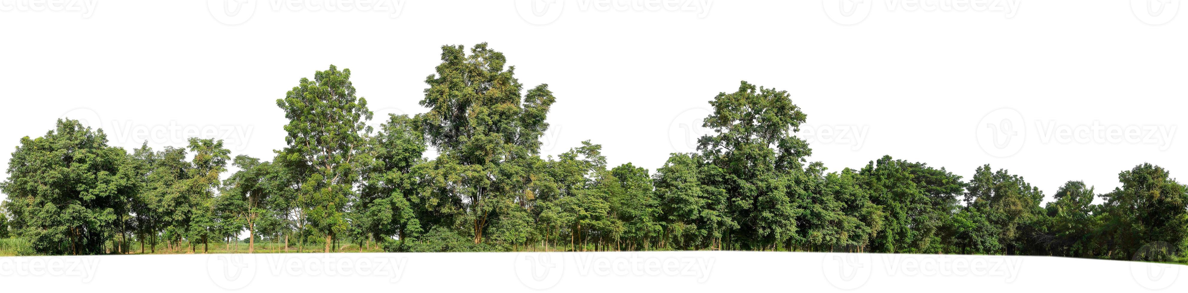 Forest and foliage in summer for both printing and web pages isolated on white background photo