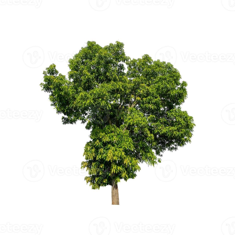 Tree that are isolated on a white background are suitable for both printing and web pages photo