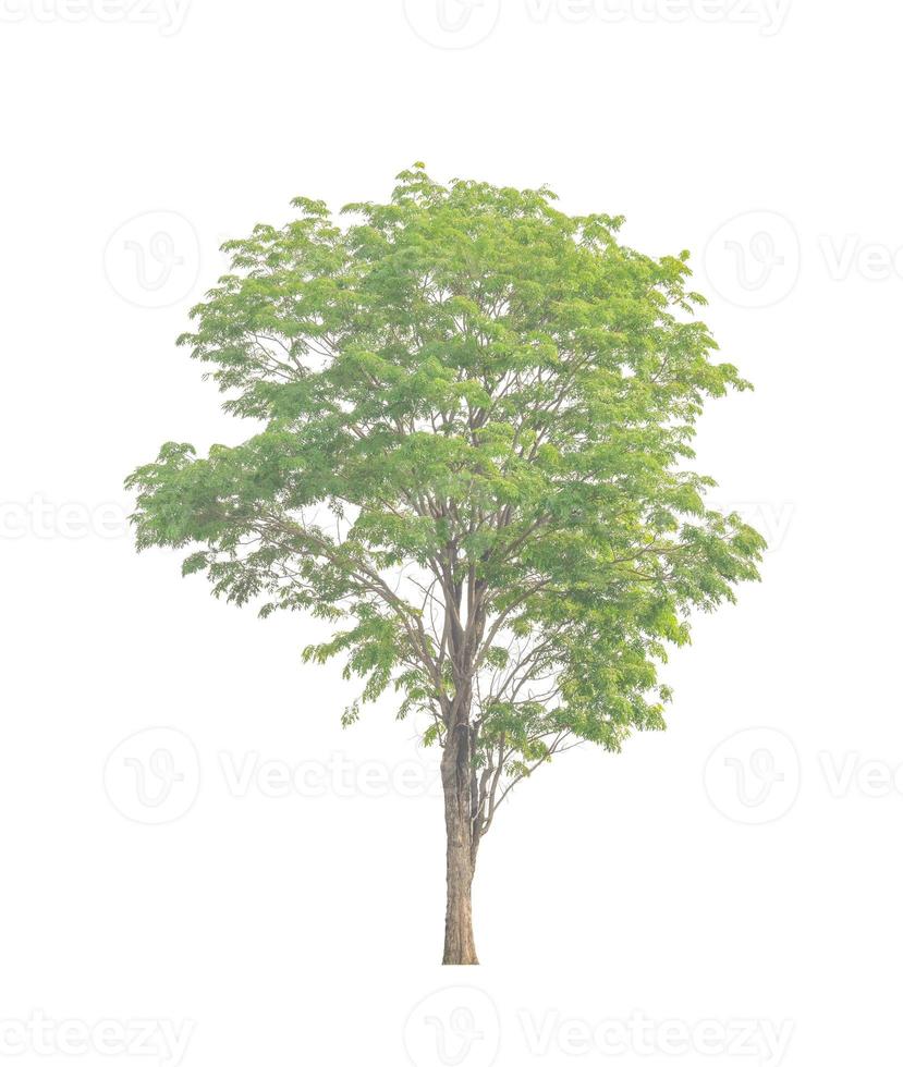 Tree that are isolated on a white background are suitable for both printing and web pages photo