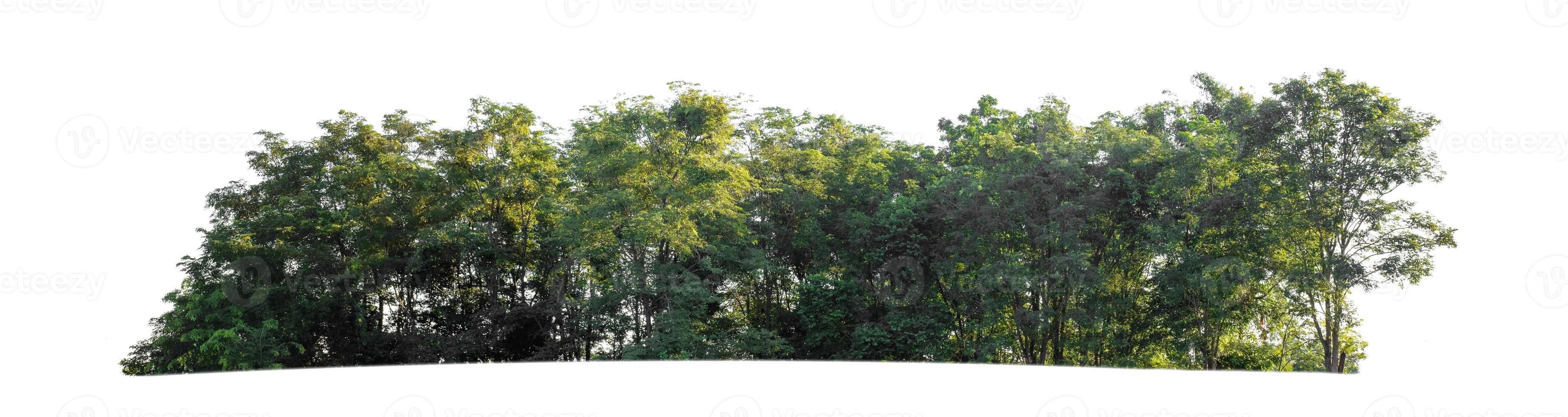 árboles verdes aislados sobre fondo blanco. bosque y hojas en hileras de árboles y arbustos de verano foto