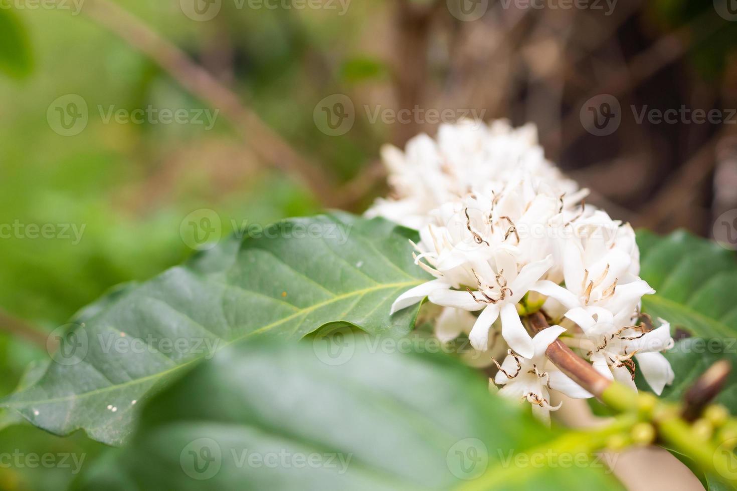 White coffee flowers in green leaves tree plantation close up photo