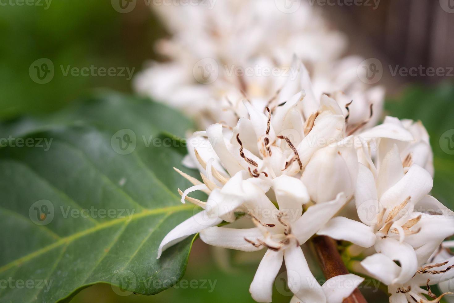 White coffee flowers in green leaves tree plantation close up photo