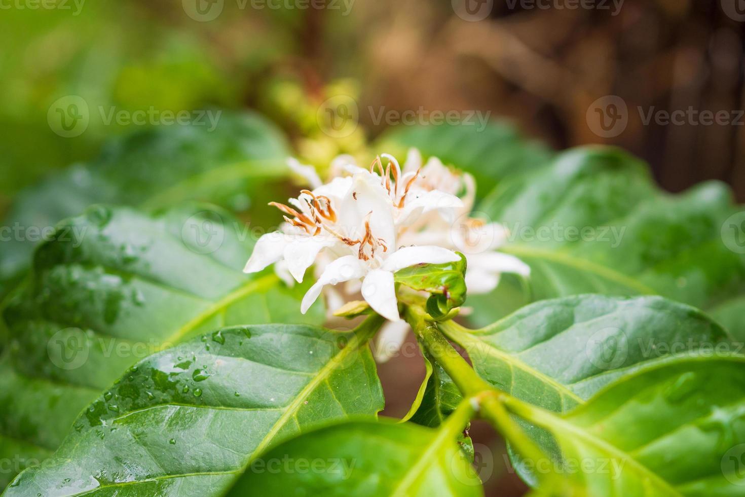 White coffee flowers in green leaves tree plantation close up photo