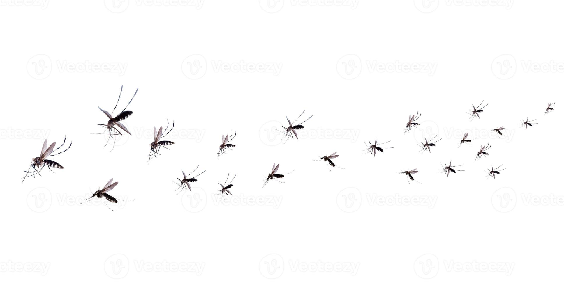 Flying mosquitoes isolated on white background photo