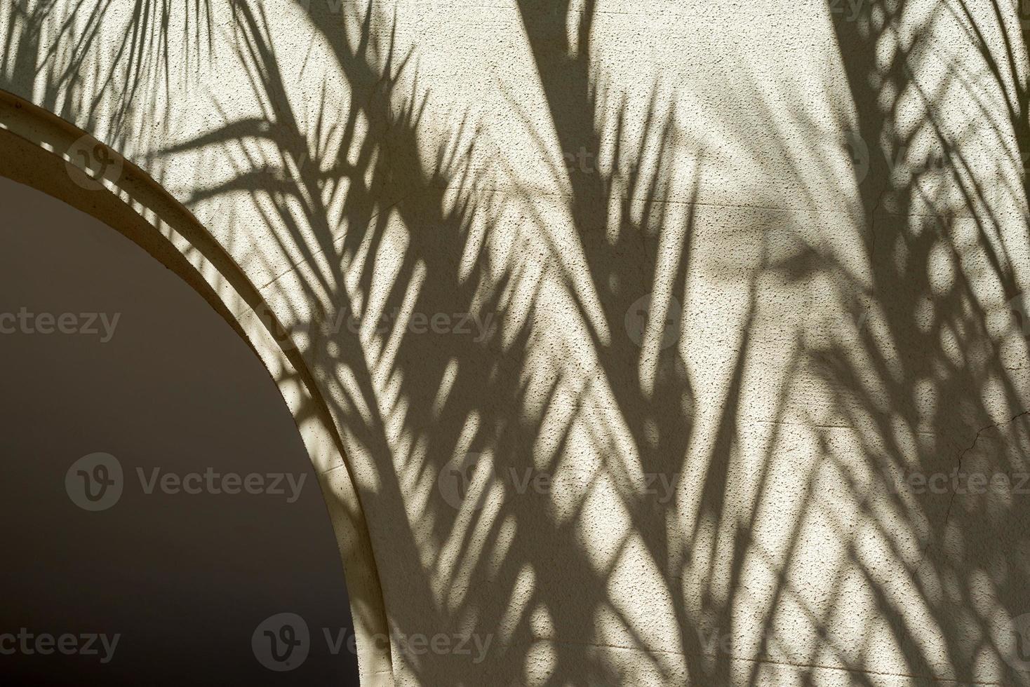 sombras de hojas de palma en la pared en blanco arqueada foto