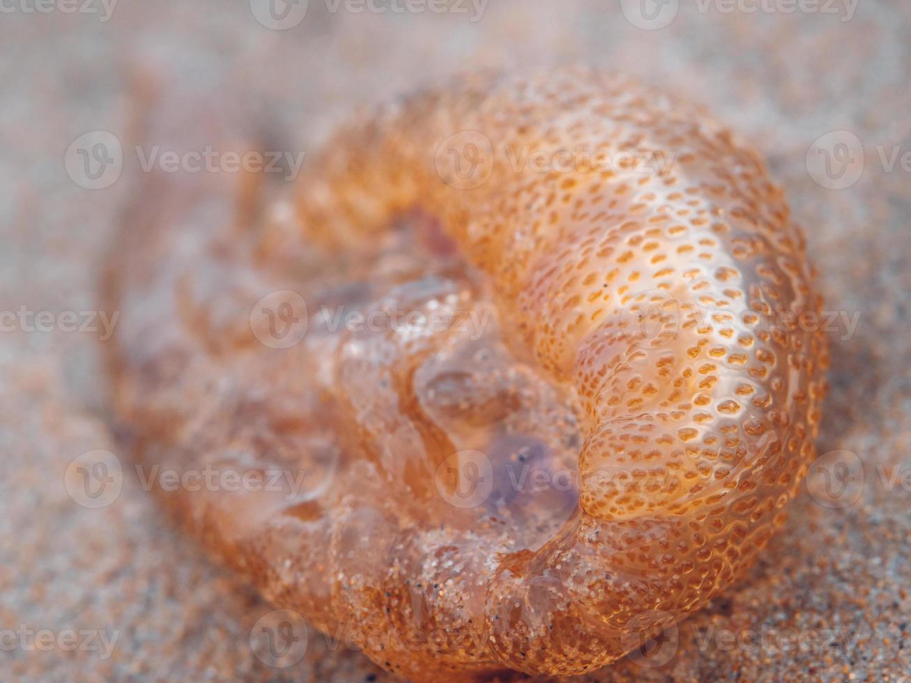 macro photo of a drying dead orange dotted jellyfish on sand