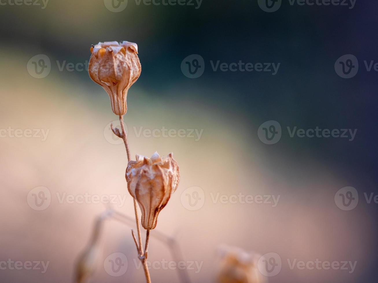 Macro photo of a tiny dry brown flower with unfocused natural background