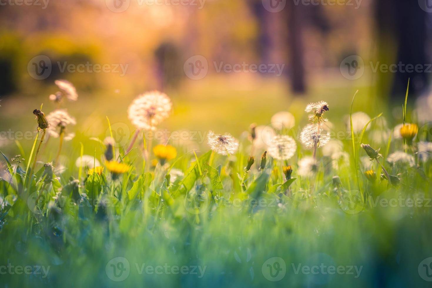 hermoso paisaje de campo, puesta de sol de naturaleza de diente de león de primer plano. relajantes flores de primavera florecientes pacíficas. campo de pradera, luz del sol de la mañana, colores azul verde suave. follaje soleado en parque o jardín foto