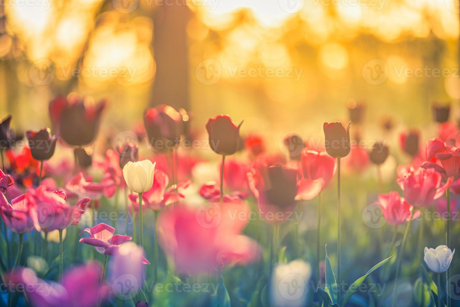 hermoso ramo de tulipanes rojos, rosados y blancos en la naturaleza primaveral para el diseño de postales y banner web. romántico y ama la naturaleza con un paisaje borroso de enfoque suave. naturaleza asombrosa, prado de la flora de la luz del sol foto