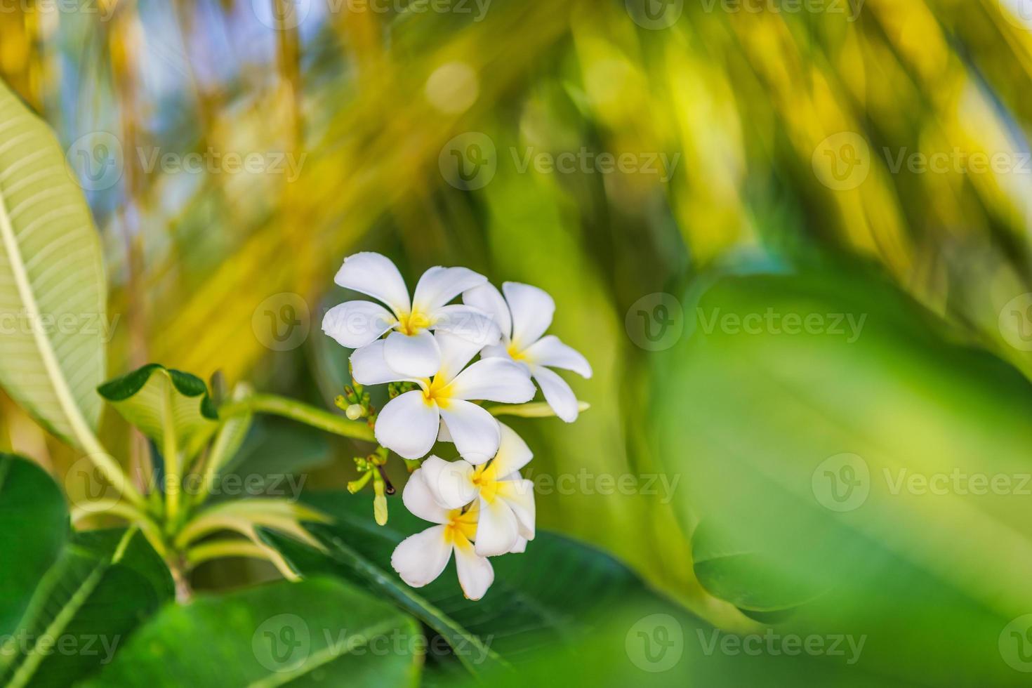 primer plano de flores de plumeria frangipani con hojas, flores de plumeria frangipani floreciendo en el árbol. naturaleza tropical exótica, patrón floral romántico. fondo de naturaleza relajante brillante foto