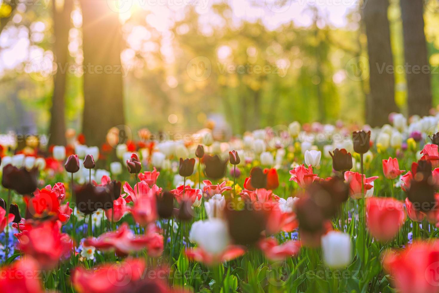 Beautiful bouquet of red pink and white tulips in spring nature for postcard design and web banner. Romantic and love nature with soft focus blurred landscape. Amazing nature, sunlight flora meadow photo