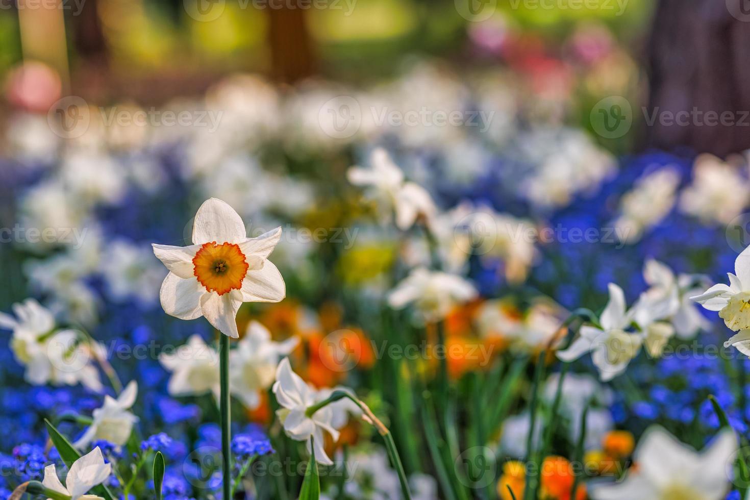 primer plano de narciso amarillo blanco, flores de primavera florecientes en el jardín. narciso blanco floreciente artístico en primavera. Flores de primavera. primer plano de la hermosa naturaleza, paisaje de jardín borroso de belleza natural foto