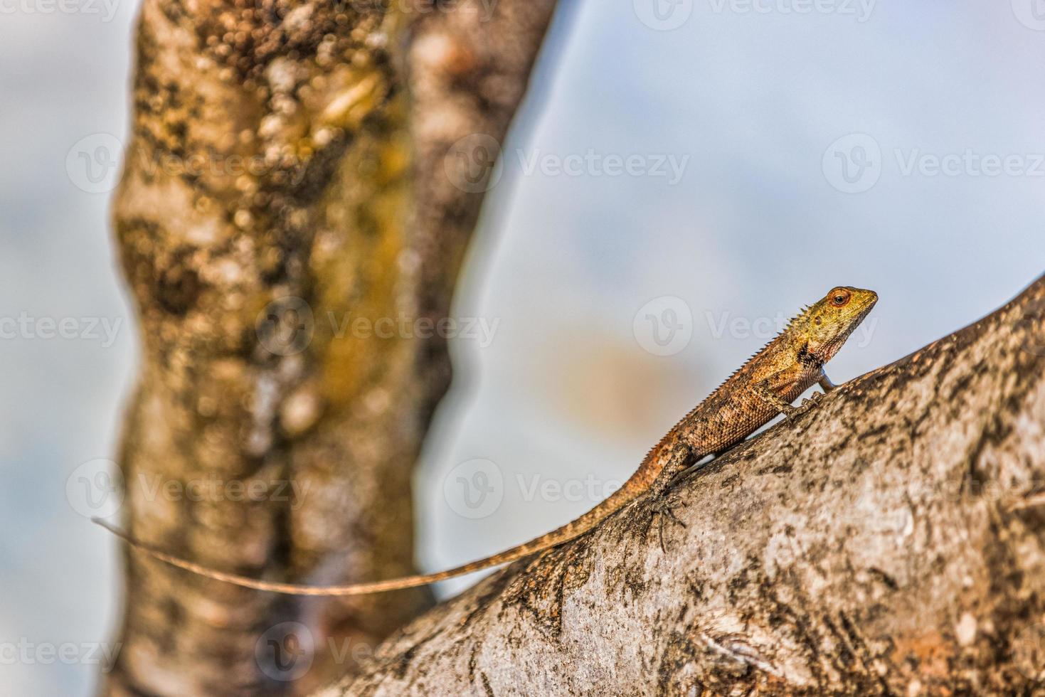 lagarto de jardín oriental en rama de árbol con fondo de arena blanca borrosa. fauna de la isla tropical, reptil subiendo a un árbol foto