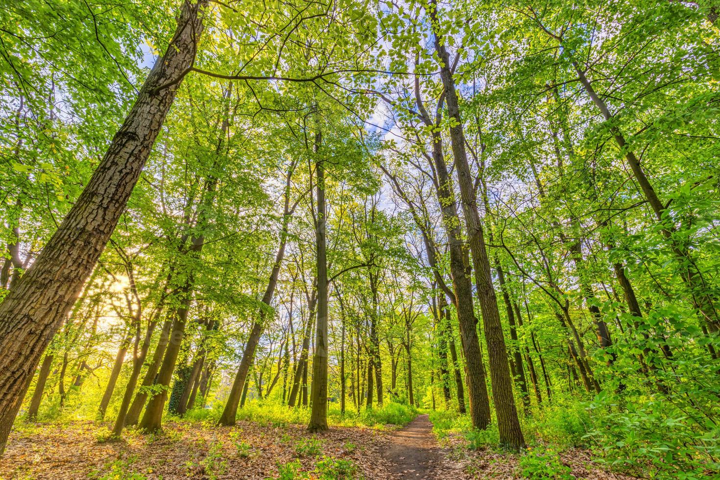 Beautiful forest path as panorama background. Bright green leaves, spring summer trail in the forest. Hiking adventure, freedom recreational nature activity concept. Trees under sun rays, lush foliage photo