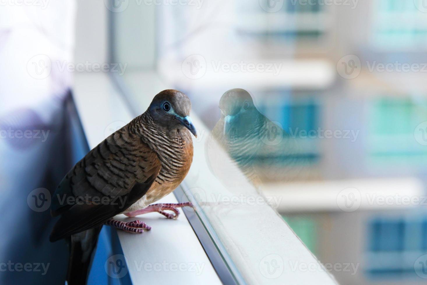 Zebra Dove - Geopelia striata - on the window. photo