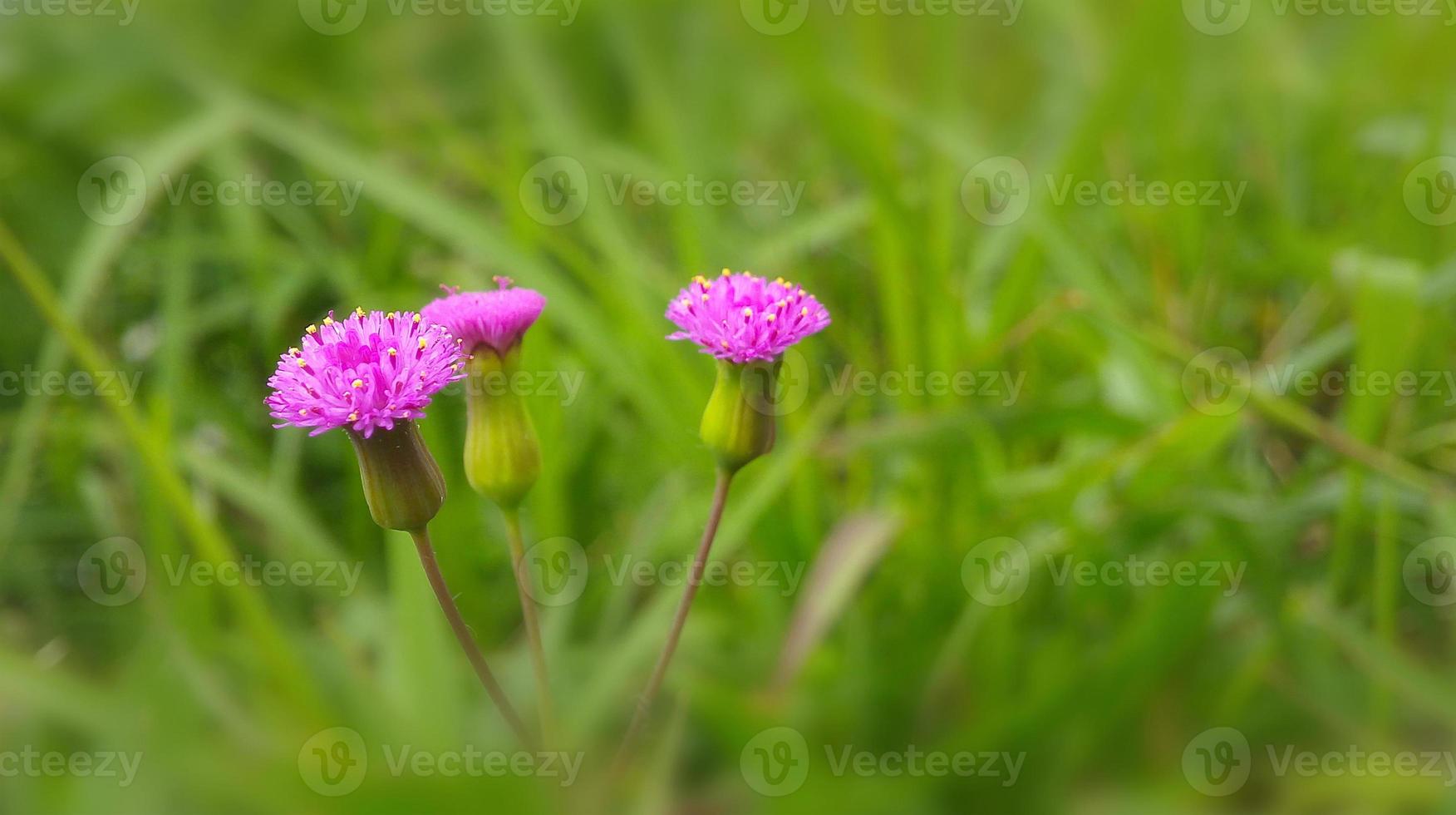 Macro beautiful pink dandelions on a green meadow. photo