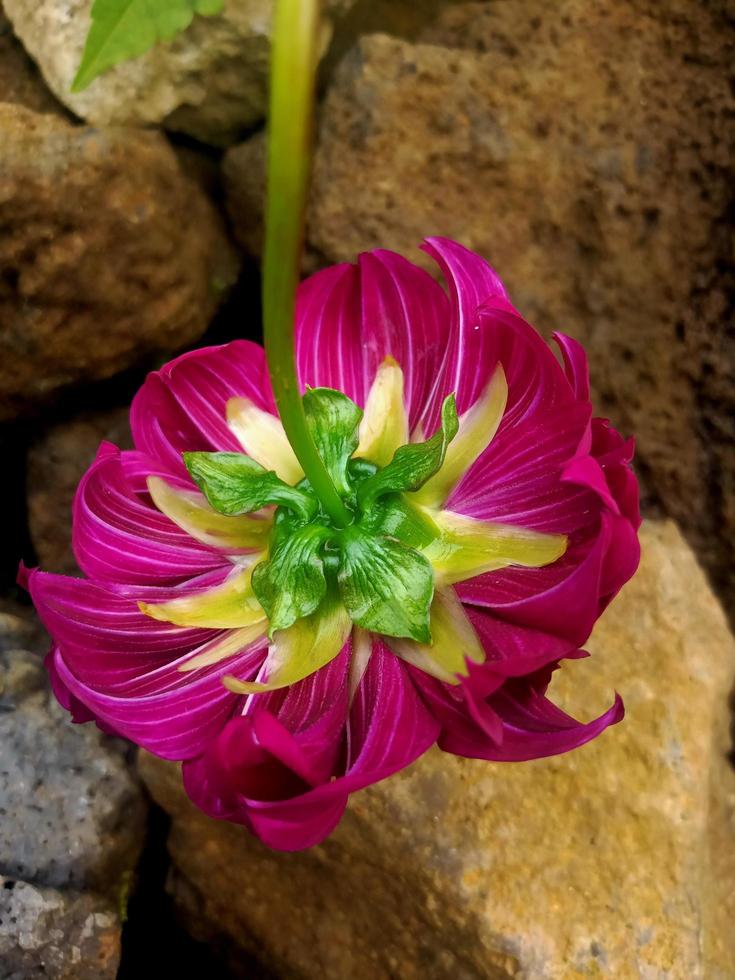el retrato de flor de dalia purpel más hermoso foto