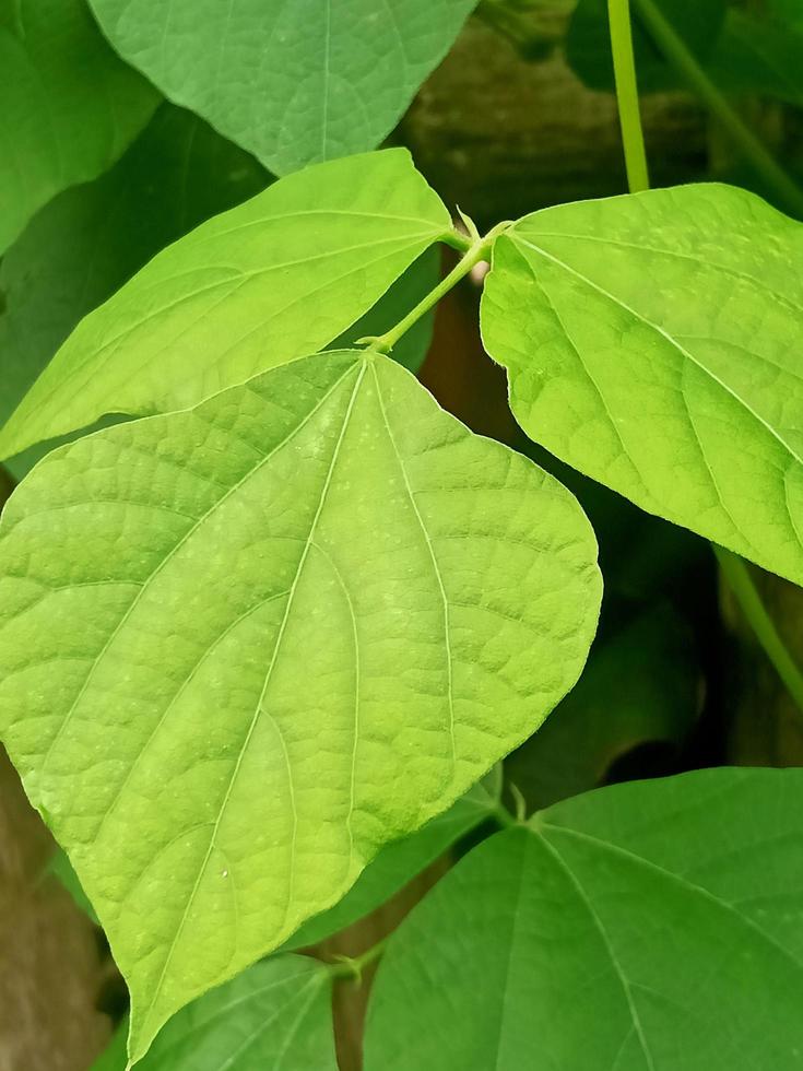 Green leaves of vines photo