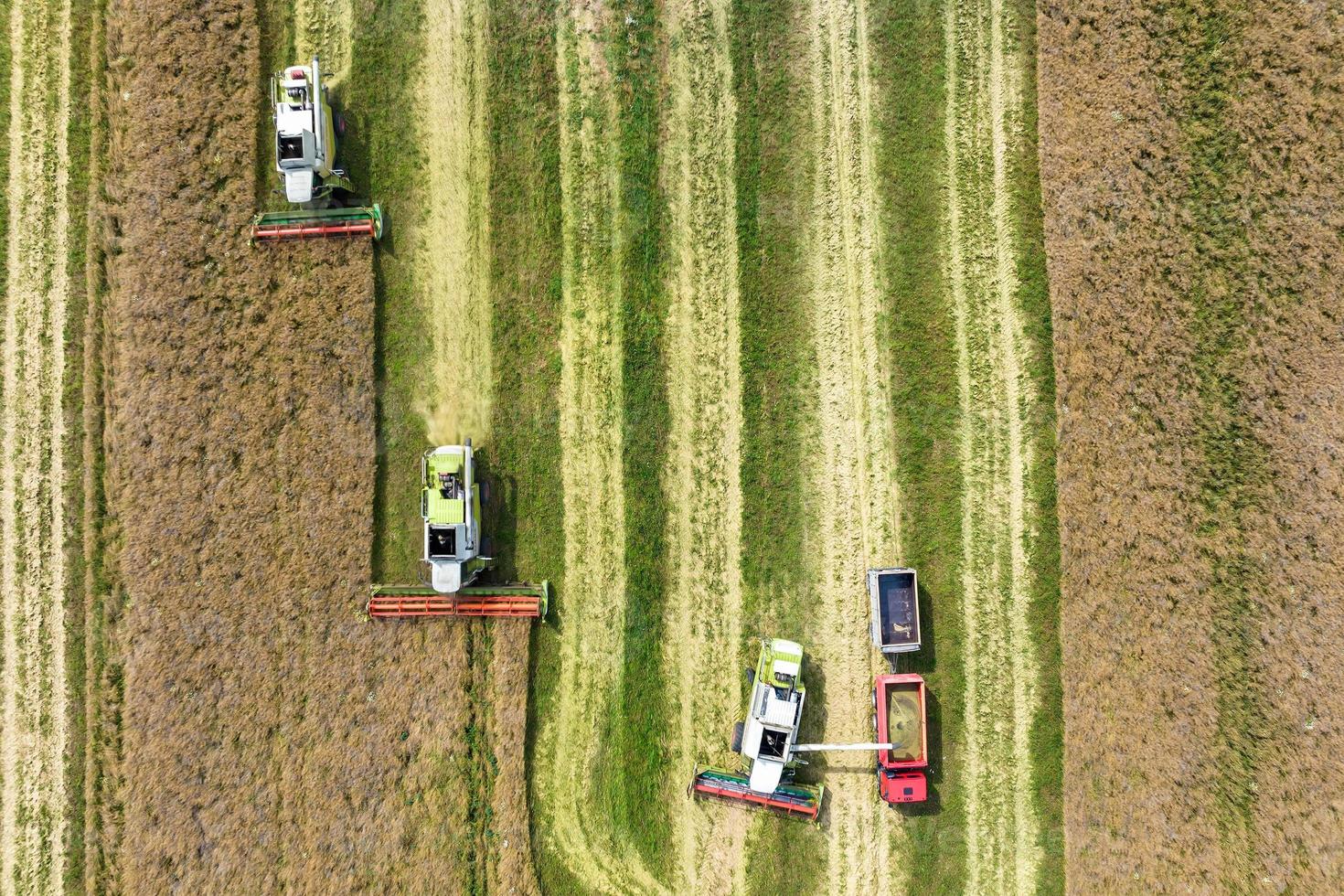 aerial view over modern heavy harvesters remove the ripe wheat bread in field. Seasonal agricultural work photo