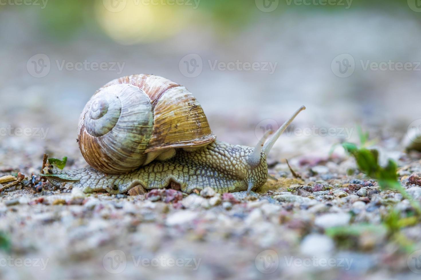 large grape snail crawls slowly along a gravel road photo