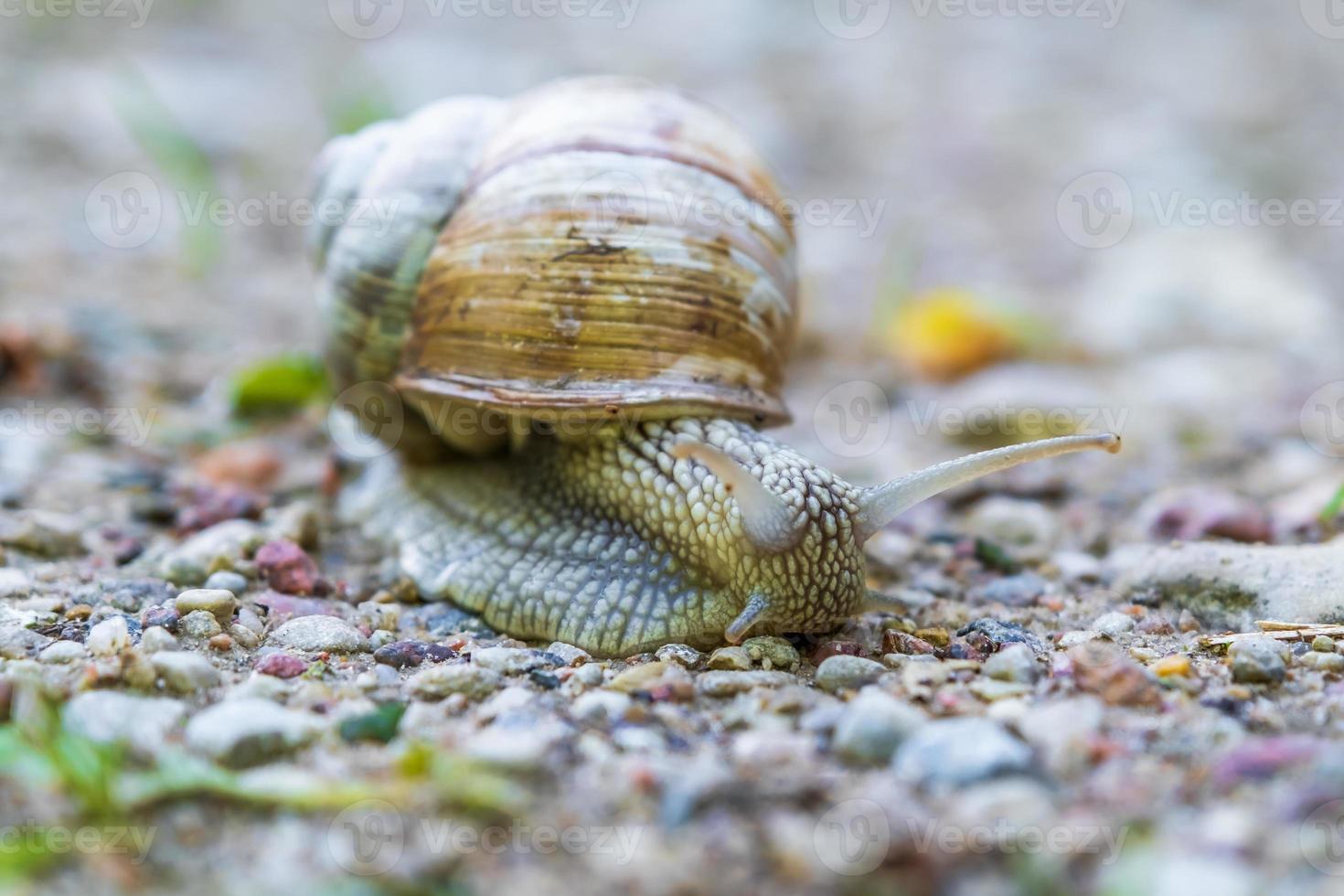 large grape snail crawls slowly along a gravel road photo
