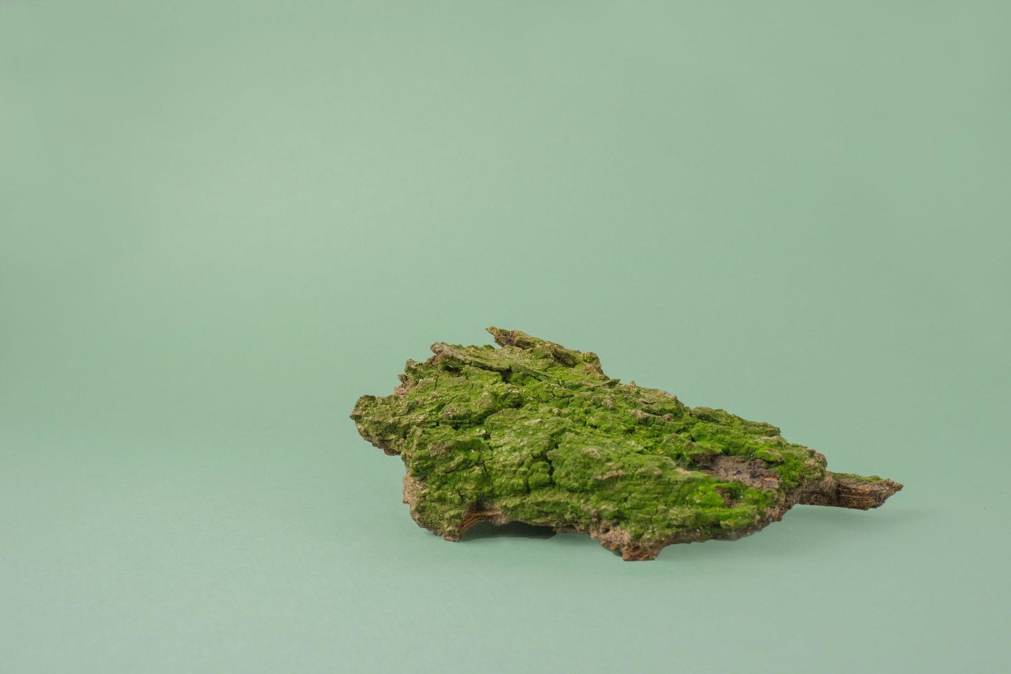 Green forest moss on the bark of a tree on a green background. Copy space. Natural ecological layout. Natural layout from tree bark, natural objects. Collection of nature details. photo