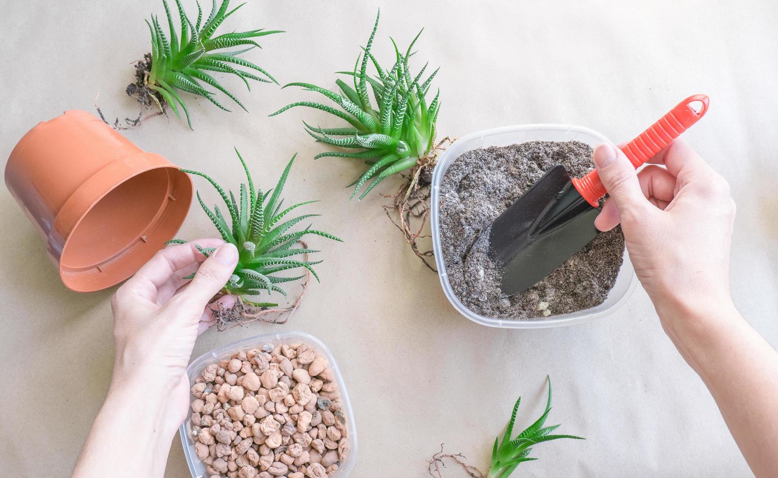 Woman transplanting Haworthia into pot at table, top view. House plant care photo