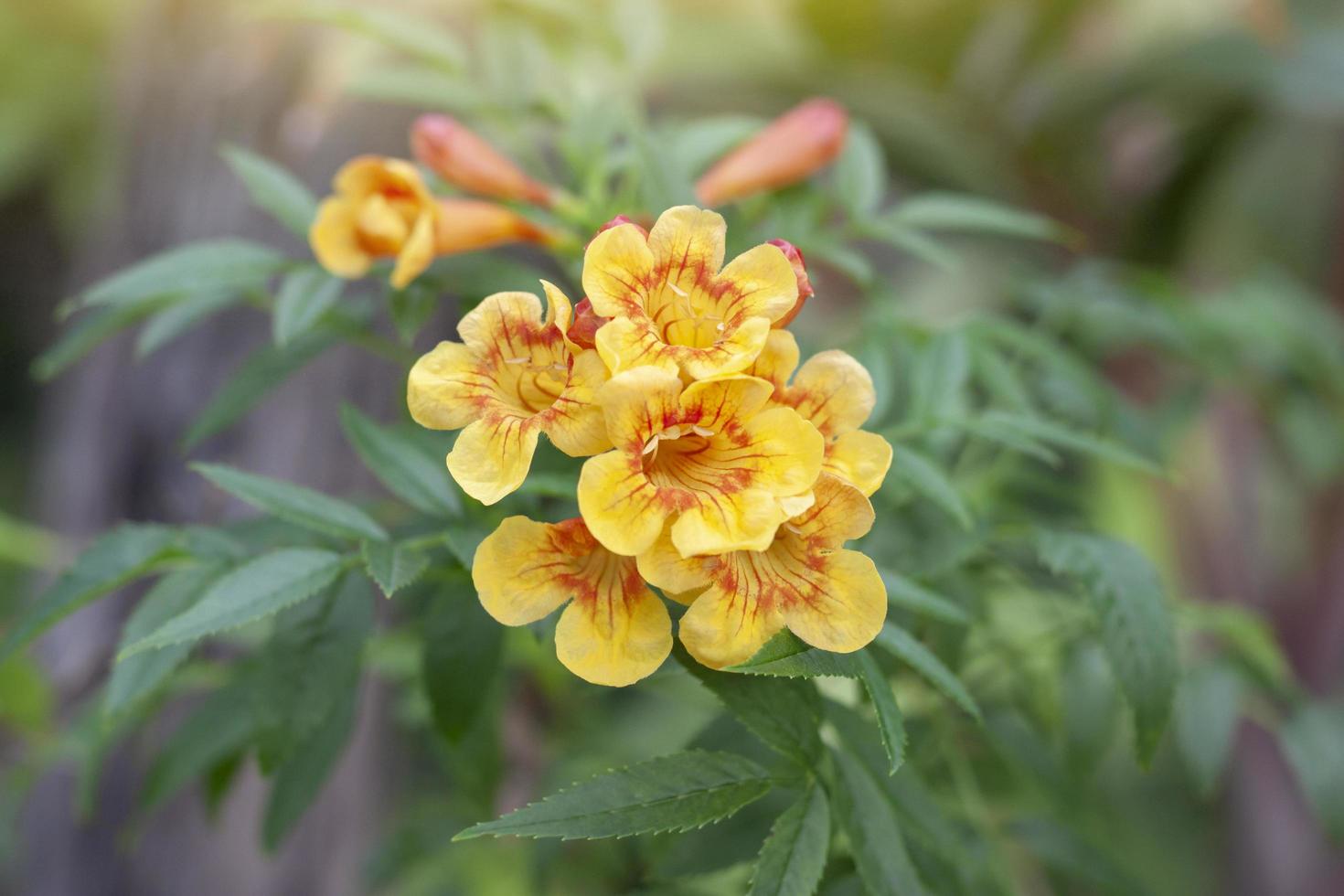 Orange Esperanza, Orangebells, Trumpet Bush, Star Tecoma bloom on tree in the garden on blur nature background. photo