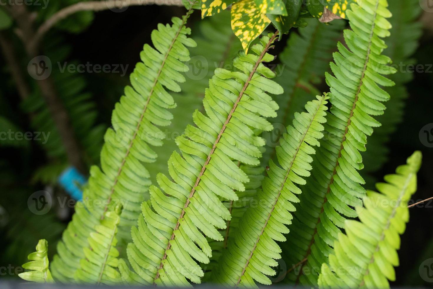 Beautiful nature view green leaf on blurred greenery background copy space photo