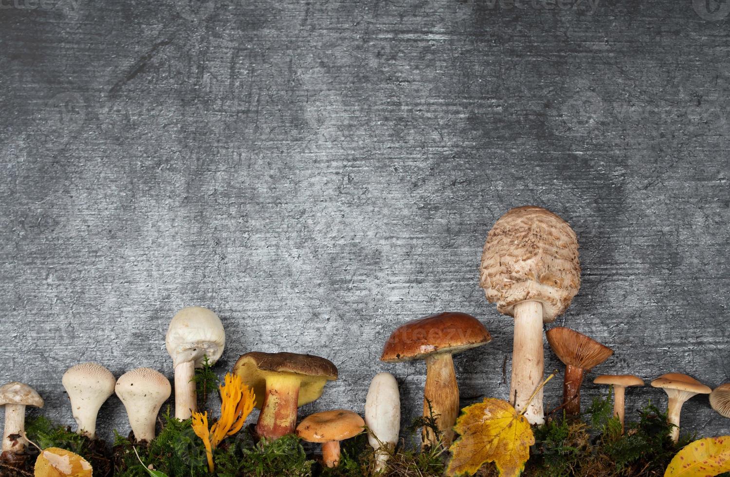Various mushrooms grow out of the ground in front of a slab of gray stone. Below is green moss. Next to the mushrooms are some autumn leaves. photo