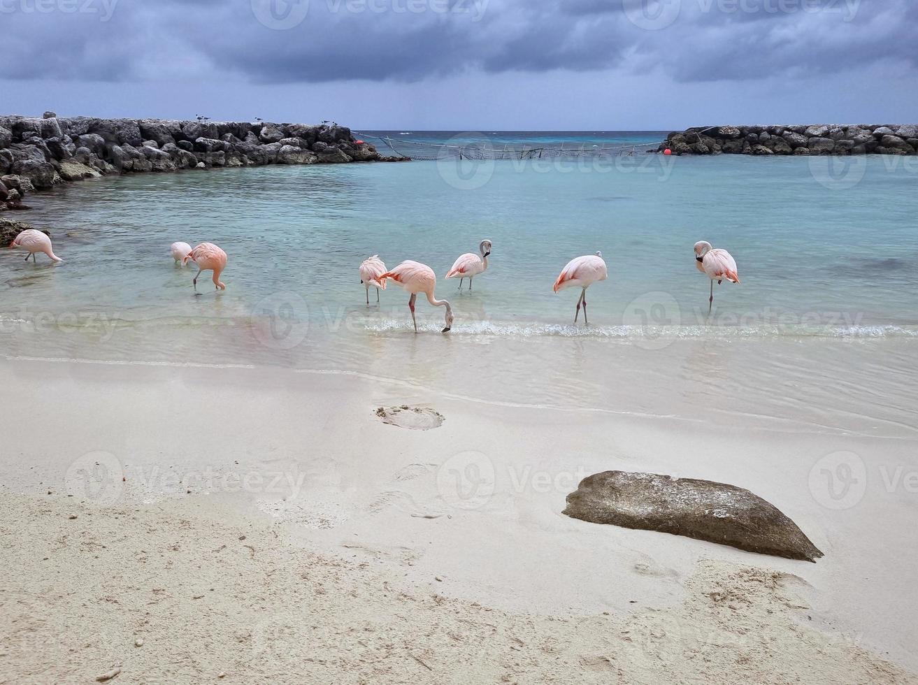 Amazing landscapes of Aruba Views of the Aruba island photo