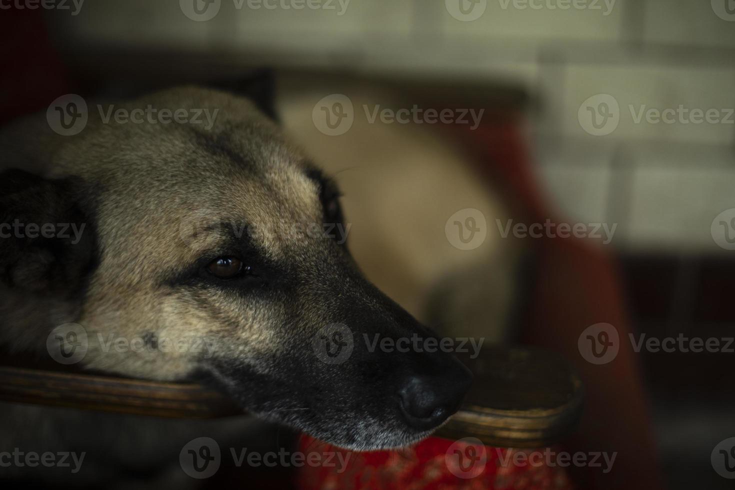 Dog sleeps in chair. Stray dog in shelter. Pet rests. photo