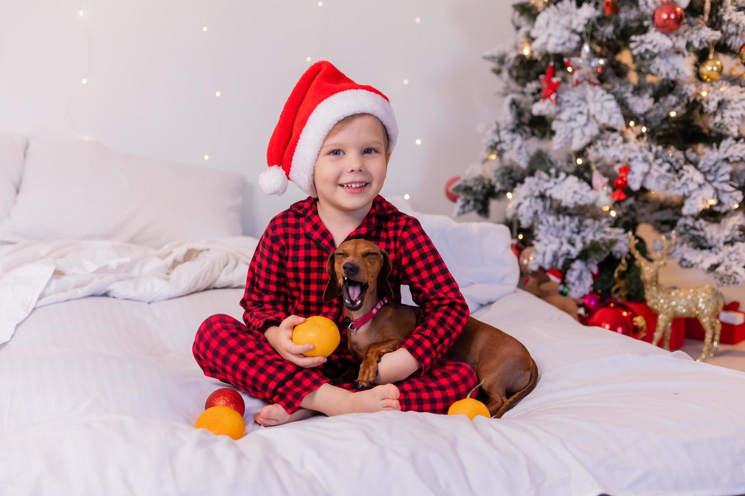 un niño feliz en la cama abraza a un perro salchicha y come mandarinas para el nuevo año. acogedora mañana de navidad foto