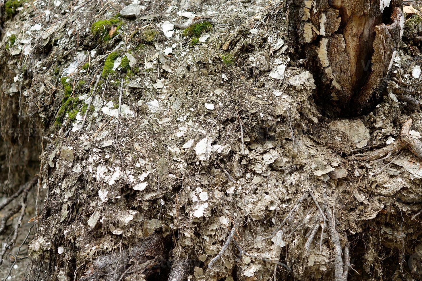 Zonal layers of Mica and Lepidolite in the roots of trees in the forest. photo