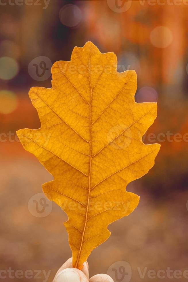 A woman holds in her hands a beautiful oak brown leaf in the sunset rays in the autumn forest. Autumn background. photo