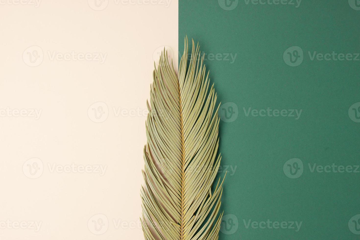Tropical background with palm leaf on pastel beige and green. Flat lay, copy space photo