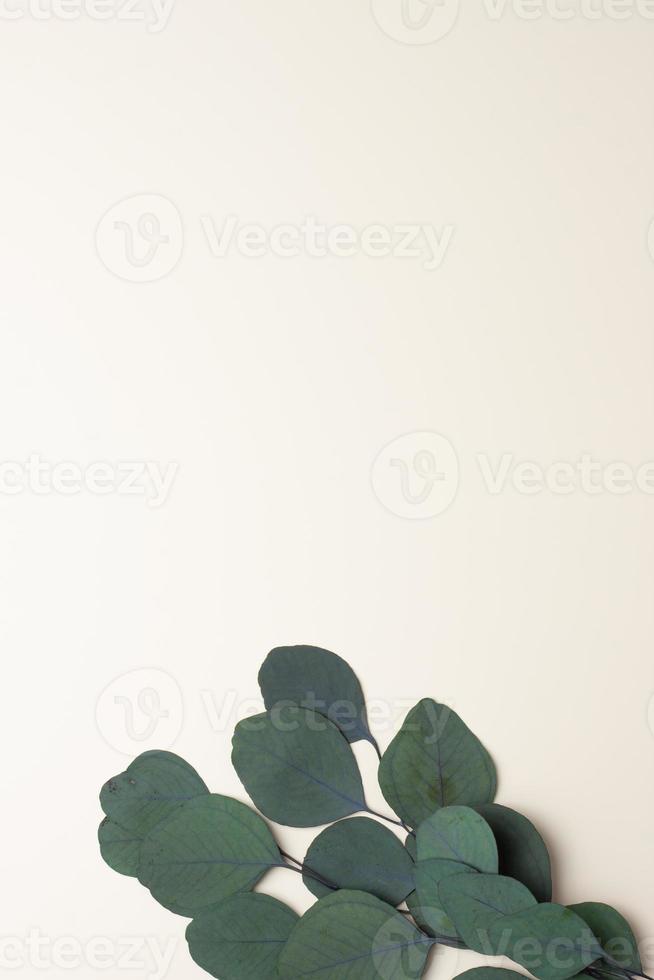 Cosmetic background with eucalyptus natural background on pastel beige. Flat lay, copy space photo