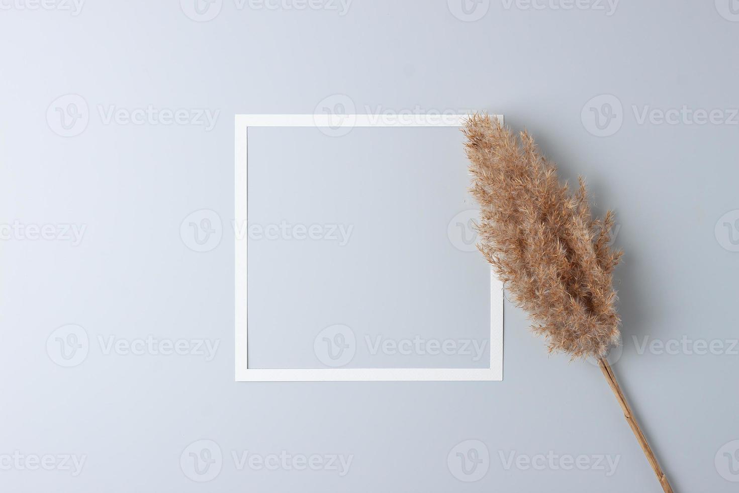 Cosmetic background with white frame and pampas on grey. Flat lay, copy space photo
