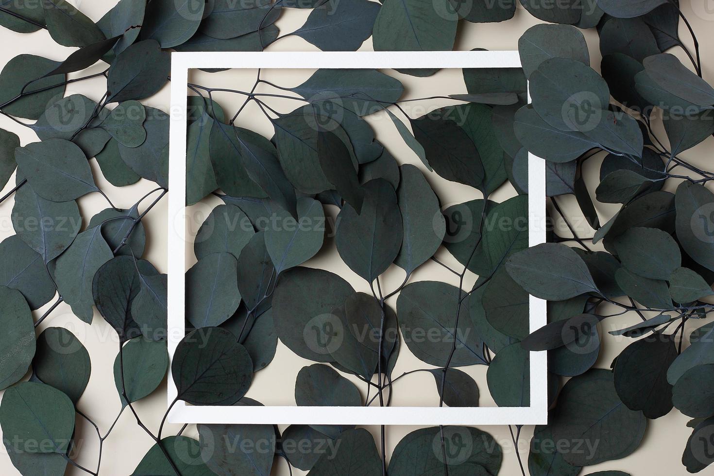 White frame with eucalyptus, natural background. Flat lay, copy space. photo